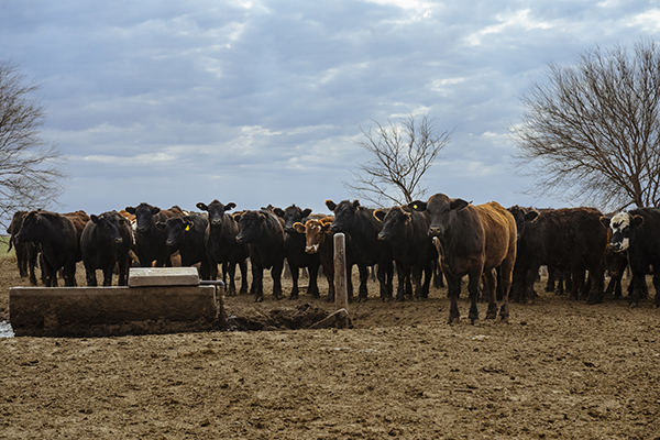 argenbeef-2
