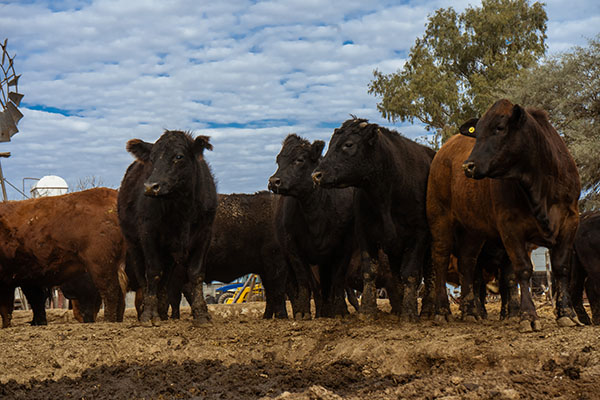 argenbeef-5